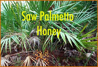 1 lb. Saw Palmetto Honey